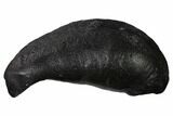 Fossil Whale Ear Bone - Miocene #136904-1